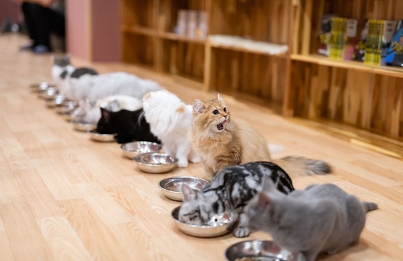 豊富な種類の猫を販売しております | 東京周辺のブリーダーなら健康に配慮するGhost cat