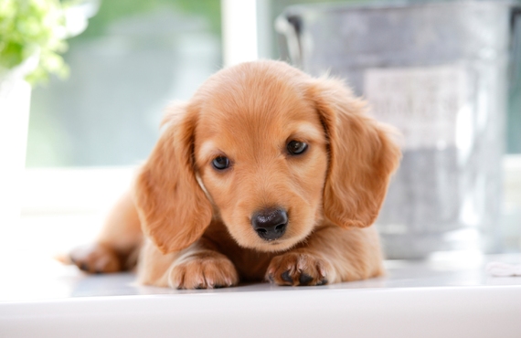 愛情込めて育てている子犬を販売しています | 東京周辺のブリーダーなら健康に配慮するGhost cat