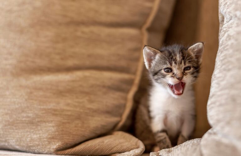 ノウハウを活かして育てた子猫を販売 | 東京周辺のブリーダーなら健康に配慮するGhost cat