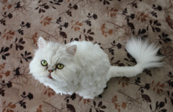 かわいいペルシャの販売を行っています | 東京周辺のブリーダーなら健康に配慮するGhost cat