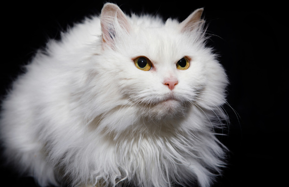 希少なミヌエットの飼育を行っています | 東京周辺のブリーダーなら健康に配慮するGhost cat