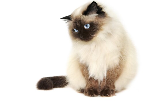 人気の高いヒマラヤンを販売しています | 東京周辺のブリーダーなら健康に配慮するGhost cat